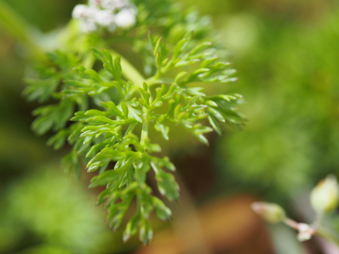 Shepherd's Needle leaf